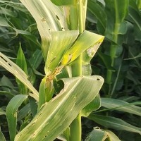 crop disease detection project thumbnail