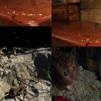 mouse detection Object Detection Dataset and Pre-Trained Model by Shaun ...