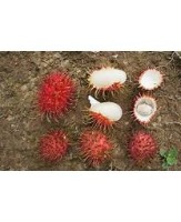 Rambutan Detection (Single Object) project thumbnail