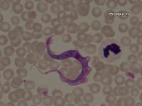 Find anaplasmas, babesias, theilerias, trypanosomas and Trypanosomas 2 project thumbnail