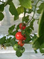 Tomatooo project thumbnail