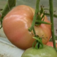 tomatointomato project thumbnail