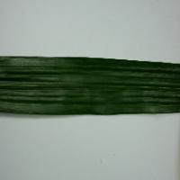 Oil palm nitrogen deficiency project thumbnail