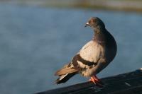 Bird Identification 1 project thumbnail