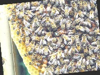 bee-model project thumbnail