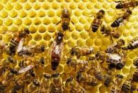 bees project thumbnail