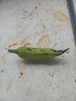 banana ripeness prediction project thumbnail