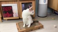 cat detection project thumbnail
