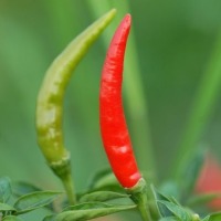 chili project thumbnail
