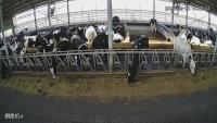 testcow3 project thumbnail