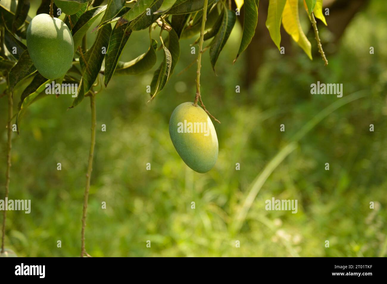 classification of mangoes Object Detection Dataset and Pre-Trained ...