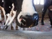 Cow Muzzle Detection project thumbnail