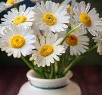 daisy project thumbnail