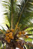 coconut_final project thumbnail