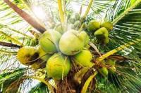 coconut_maybe project thumbnail