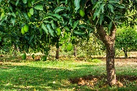 mango tree project thumbnail