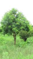 mango treee project thumbnail