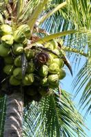coconut final project thumbnail