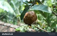 Guava project thumbnail
