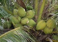 coconut project thumbnail