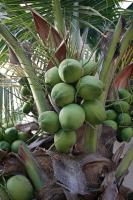 coconut project thumbnail