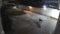 dogs casa project thumbnail