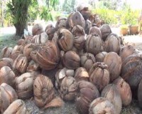 pineapple-and-coconut-inspection project thumbnail