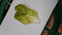 lettuce project thumbnail