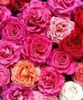 ดอกไม้ (Flowers) project thumbnail