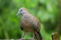 Bird Detect  V2 project thumbnail