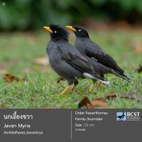 Bird Detect project thumbnail