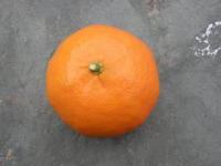 fruit project thumbnail