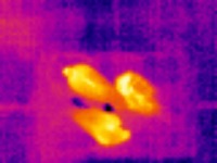 Thermal Bird project thumbnail