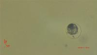 d7_lav_s_pseudo_labeling project thumbnail