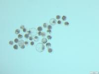 First test_LC 2 project thumbnail