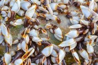 barnacle on boat project thumbnail