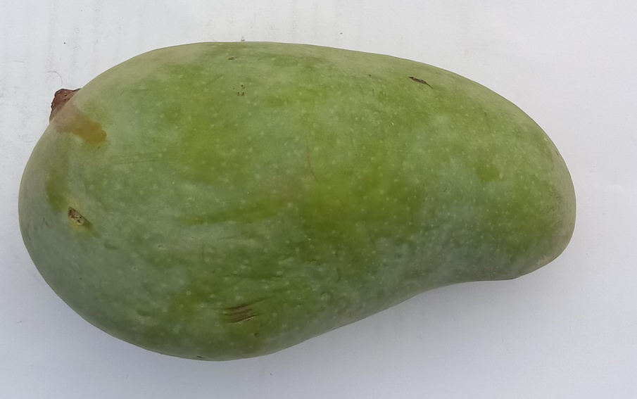 mango type Object Detection Model by yiwen