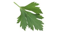 coriander parsley features project thumbnail