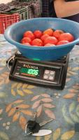 Find onions, tomatoes and potatoes project thumbnail