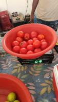 Find tomatoes and potatoes project thumbnail