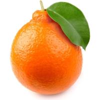 Fruit of Mild  project thumbnail