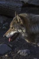 Wolves project thumbnail