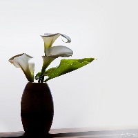 COCO Dataset project thumbnail