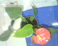 leaf project thumbnail