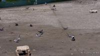 Terns Chick project thumbnail