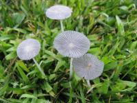non-edible mushroom project thumbnail