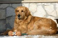 Dog detect project thumbnail