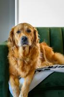 Golden Retriever project thumbnail