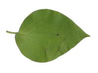 Daun Tanaman Herbal Indonesia project thumbnail