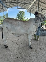 Cattle body measurement project thumbnail